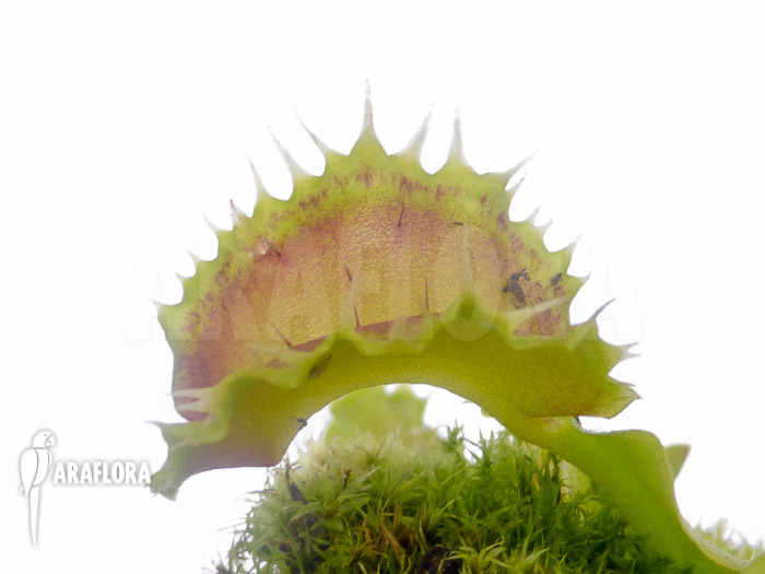 Dionaea muscipula ‚Pluto‘