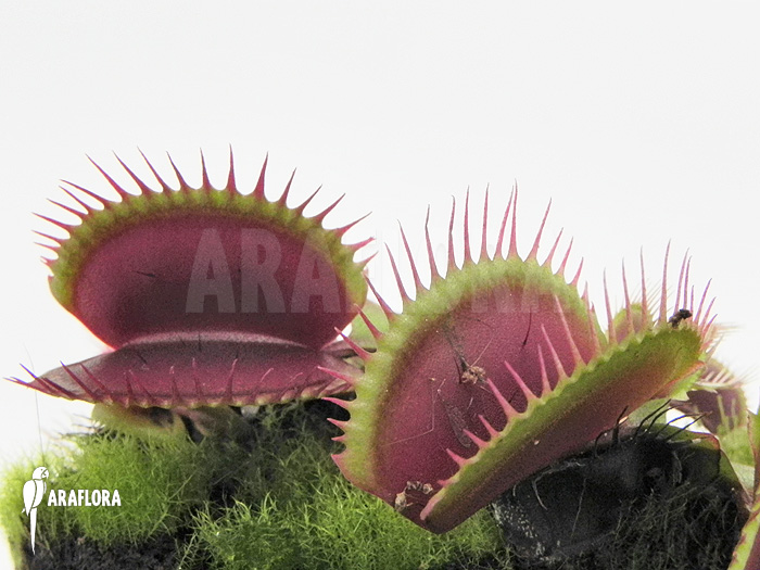 Dionaea muscipula ‚Poland red‘