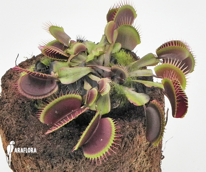 Dionaea muscipula ‚Poland red‘