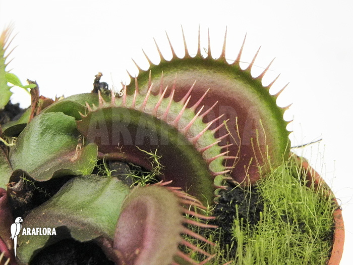 Dionaea muscipula ‚Poland red‘