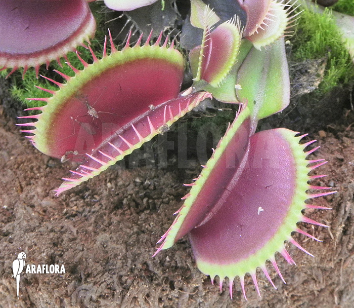 Dionaea muscipula ‚Poland red‘