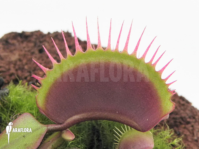 Dionaea muscipula ‚Poland red‘