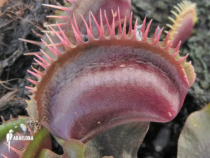 Dionaea-muscipula-Poland-red-7