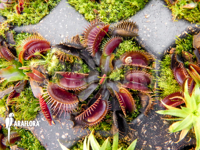 Dionaea muscipula ‚Poland red‘