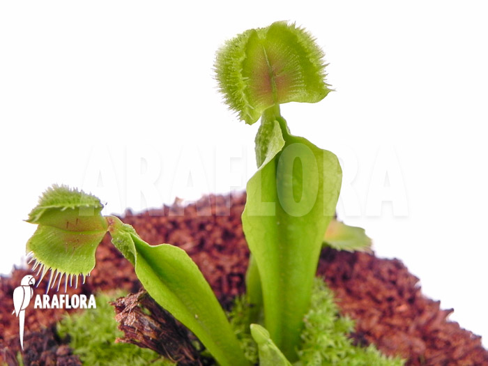 Dionaea muscipula Pom Pom Araflora