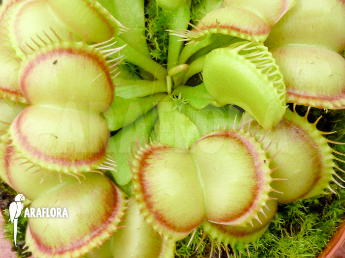 Dionaea muscipula Red Flame
