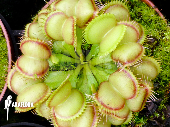 Dionaea muscipula Red Flame