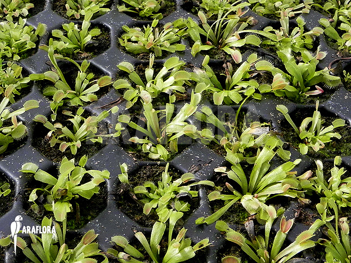 Dionaea muscipula ‚Red Green‘