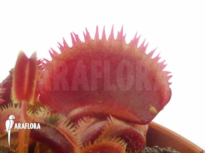 Dionaea muscipula ‚Red piranha‘