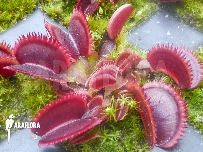 Dionaea muscipula ‚Red piranha‘ Starter