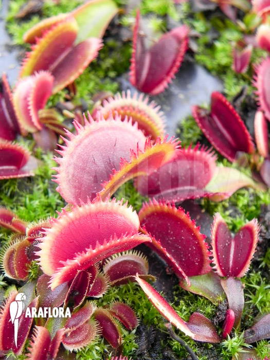 Dionaea muscipula ‚Red piranha‘ Starter