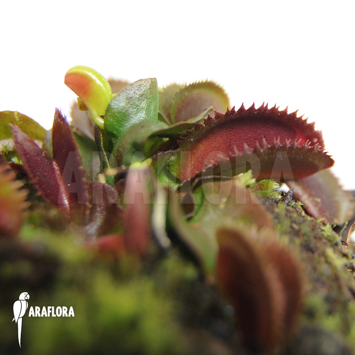 Dionaea muscipula ‚Red piranha‘