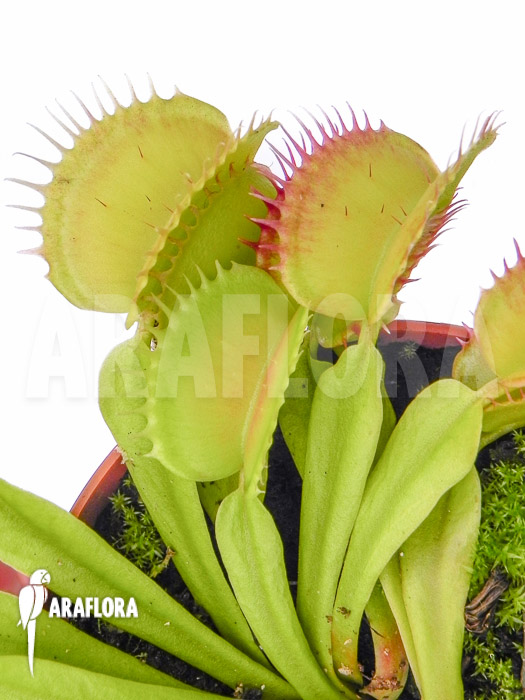 Dionaea muscipula ‚SOS‘