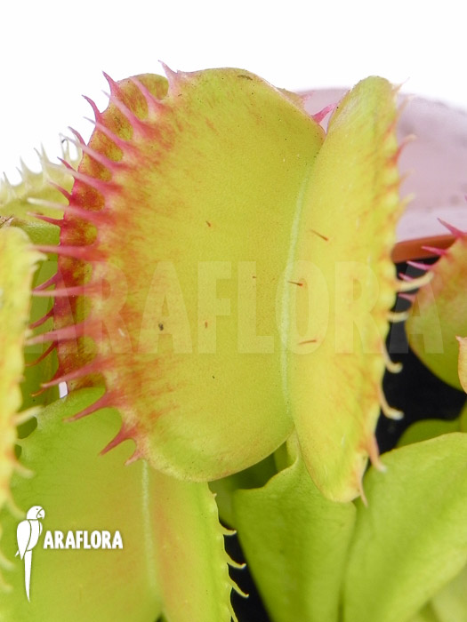 Dionaea muscipula ‚SOS‘