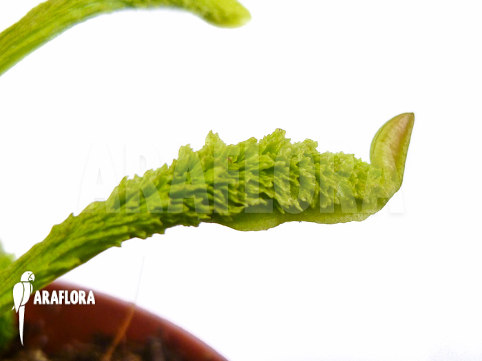 Dionaea muscipula ‚Schuppenstiel Thomas‘