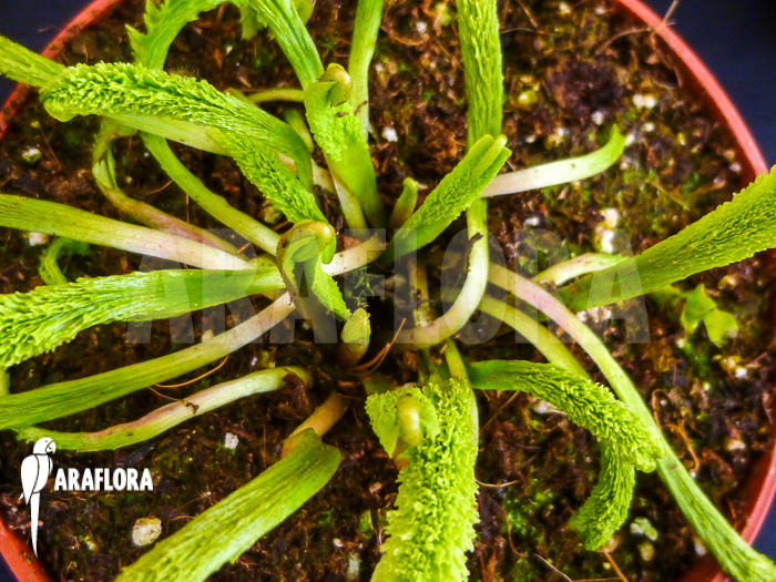 Dionaea muscipula ‚Schuppenstiel Thomas‘