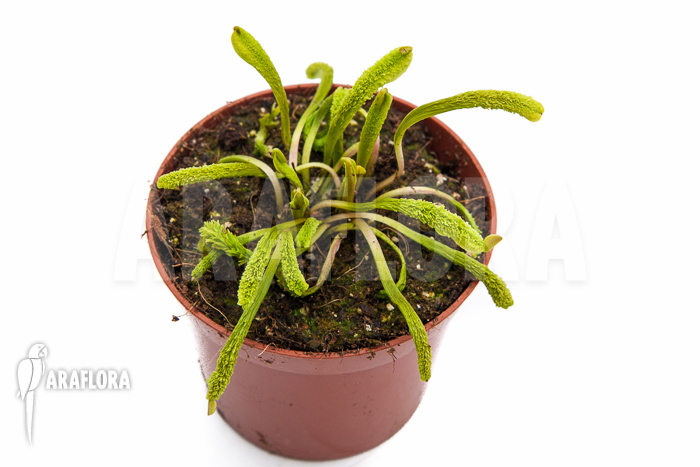 Dionaea muscipula ‚Schuppenstiel Thomas‘