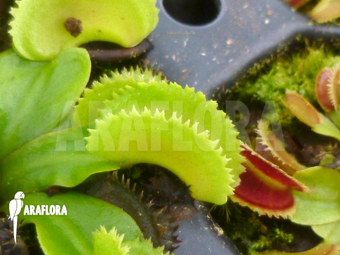 Dionaea muscipula ‚Shark teeth‘