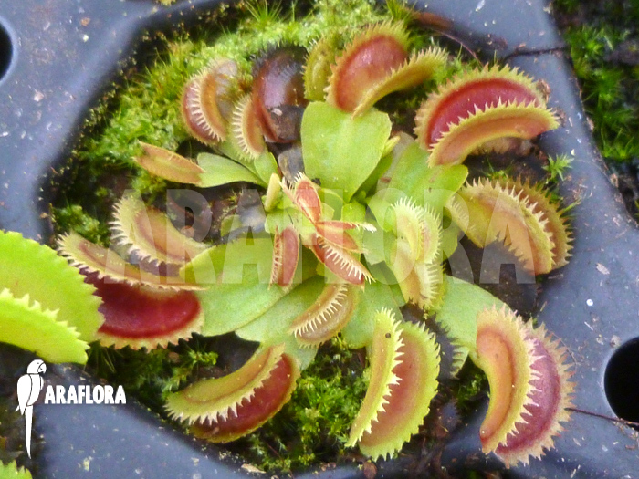 Dionaea muscipula ‚Shark teeth‘