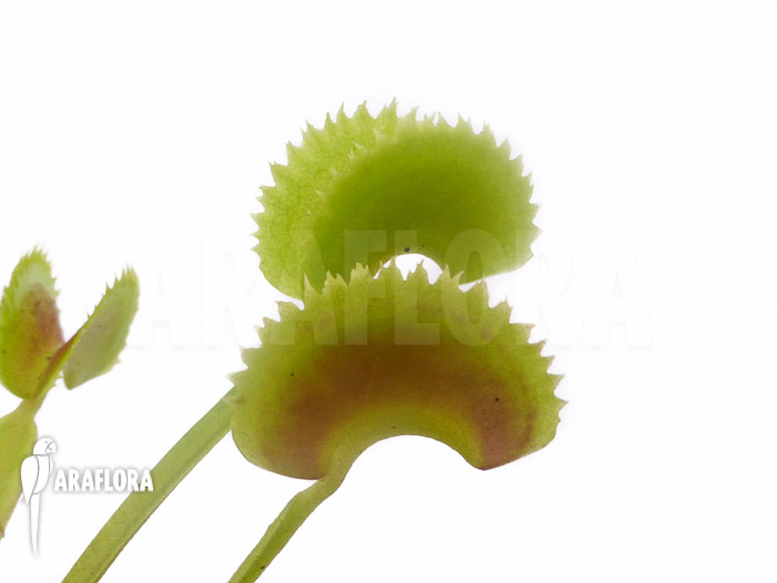 Dionaea muscipula ‚Shark teeth‘