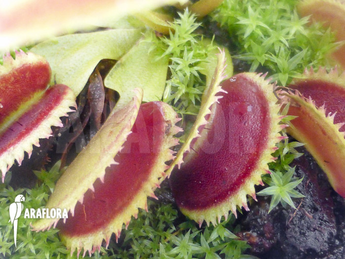 Dionaea muscipula ‚Shark teeth‘