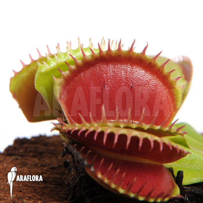 Dionaea muscipula ‚Short teeth‘