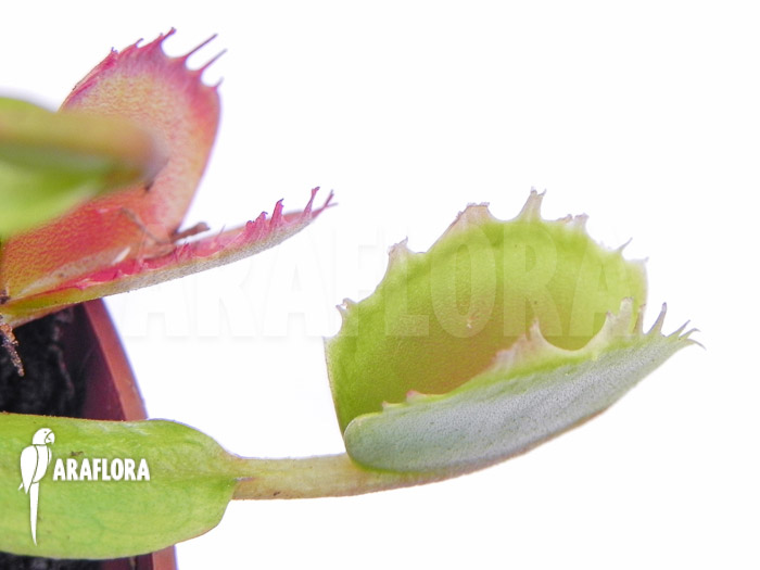 Dionaea muscipula ‚Small Staps‘