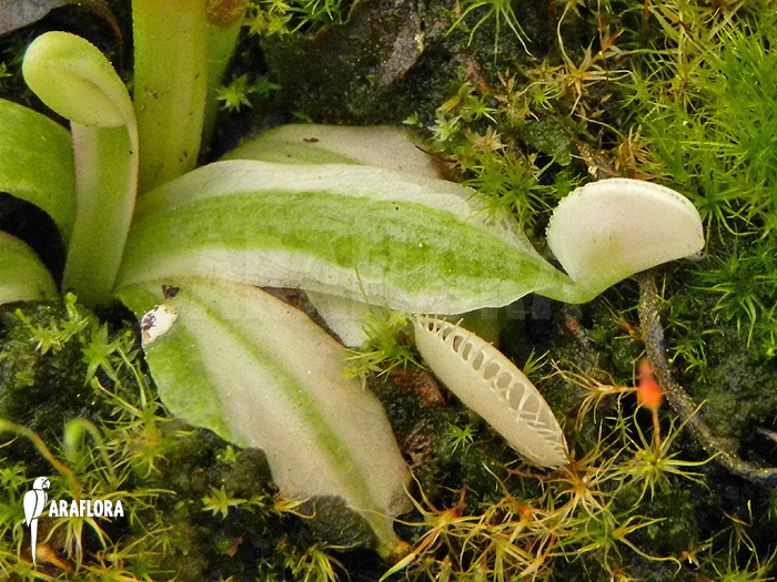 Dionaea muscipula ‚Snowman‘