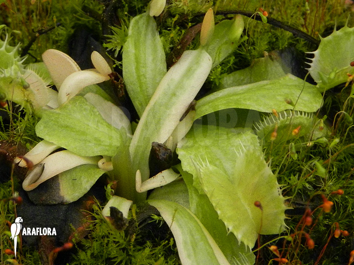 Detail Dionaea muscipula ‚Snowman‘