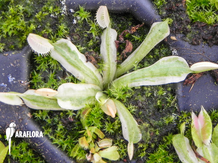 Dionaea muscipula ‚Snowman‘ starter