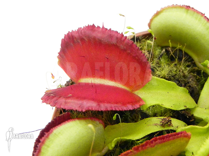 Dionaea muscipula ‚Space‘