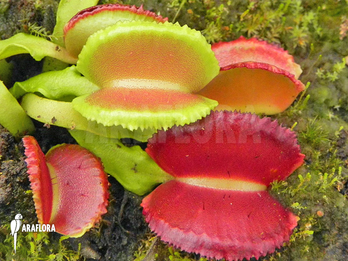 Dionaea muscipula ‚Space‘