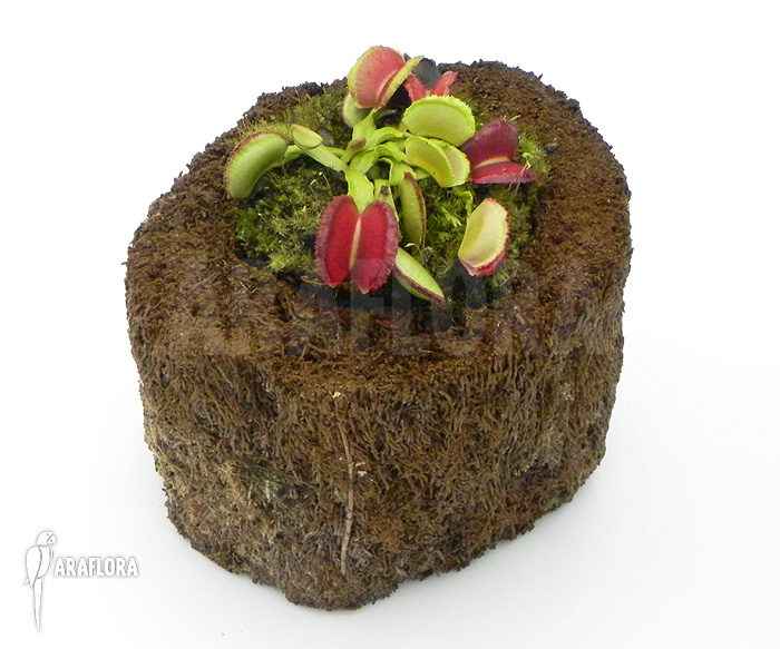 Dionaea muscipula ‚Space‘