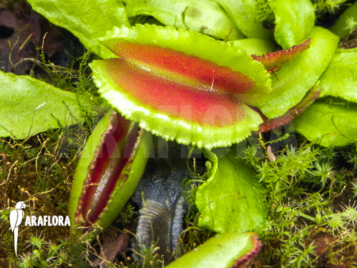 Dionaea muscipula ‚Space‘ starter