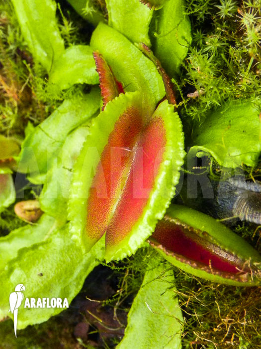 Dionaea muscipula ‚Space‘ starter