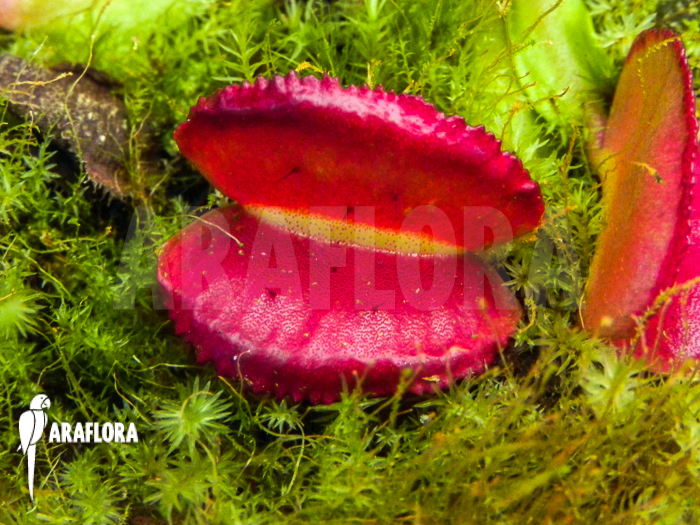 Dionaea muscipula ‚Space‘ starter