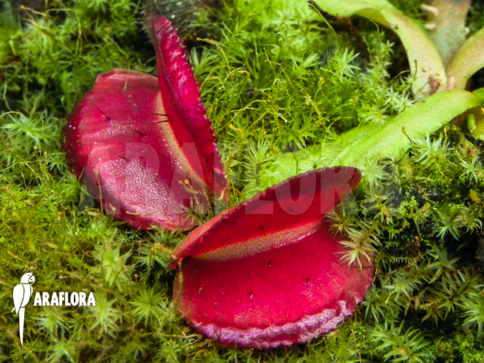 Dionaea muscipula ‚Space‘ starter