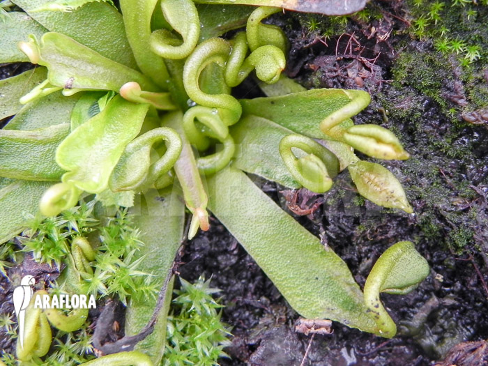 Dionaea muscipula ‚Spaghetti‘