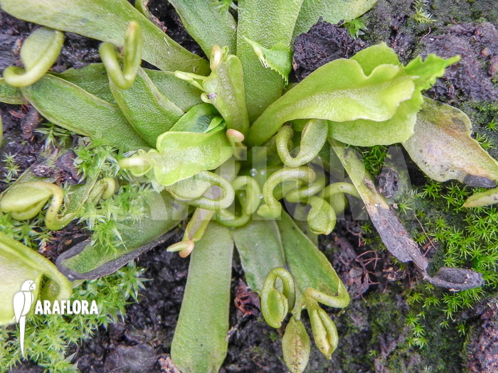Dionaea muscipula ‚Spaghetti‘