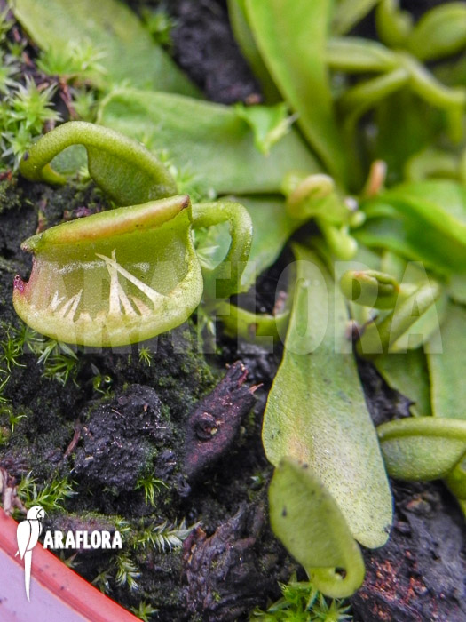 Dionaea muscipula ‚Spaghetti‘