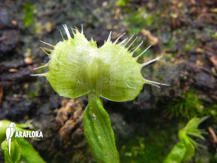 Dionaea muscipula ‚Spiderman‘