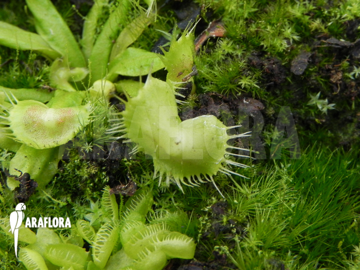 Dionaea muscipula ‚Spiderman‘