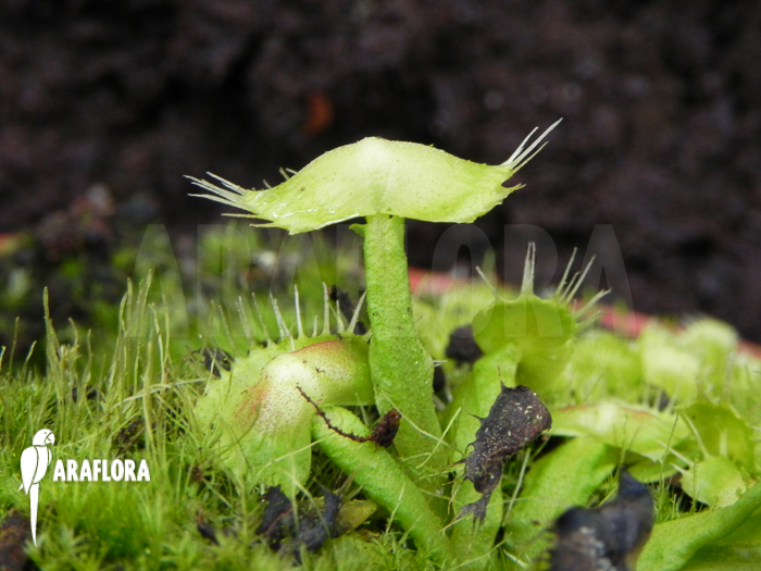Dionaea muscipula ‚Spiderman‘