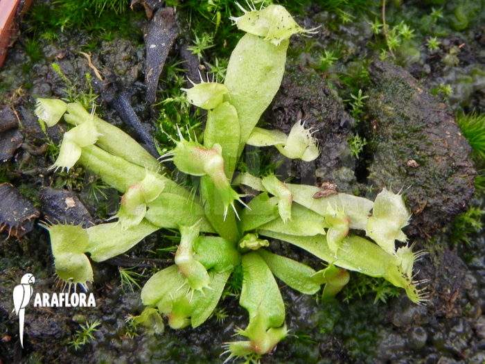 Dionaea muscipula ‚Spiderman‘