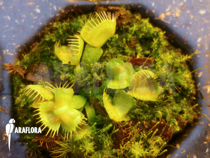 Dionaea muscipula ‚Spiderman‘ Starter