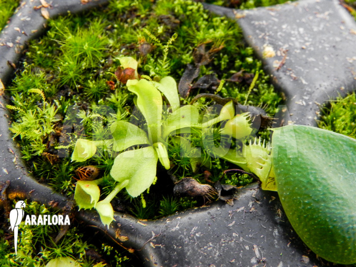 Dionaea muscipula ‚Spiderman‘ Starter