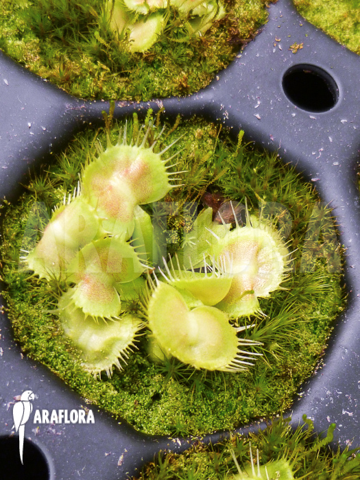 Dionaea muscipula ‚Spiderman‘ Starter