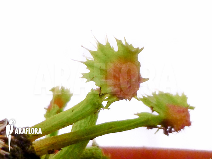 Dionaea muscipula Spiky