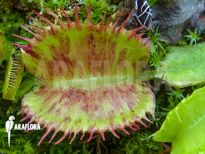 Dionaea muscipula Spotify