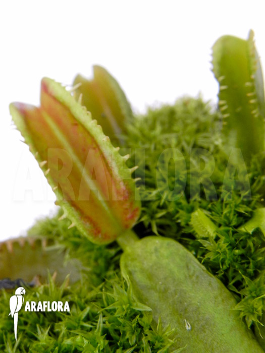 Dionaea muscipula ‚Star dust‘